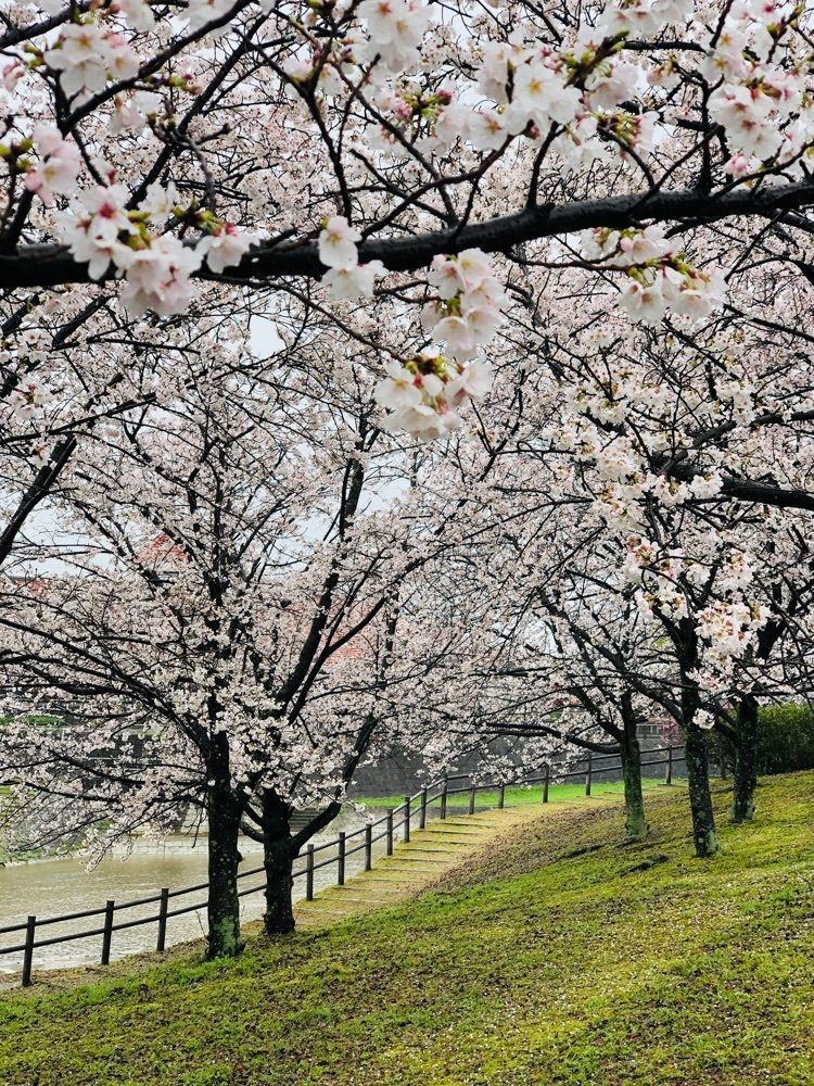 nicanさんが投稿した御所の夜桜に関する口コミの画像