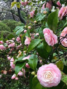 辯天宗御廟桃山 3枚目