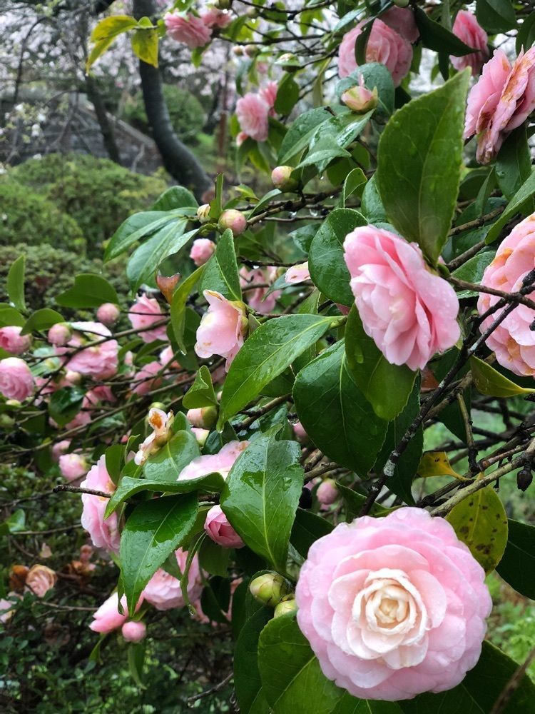 nicanさんが投稿した辯天宗御廟桃山に関する口コミの画像
