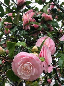 辯天宗御廟桃山 4枚目