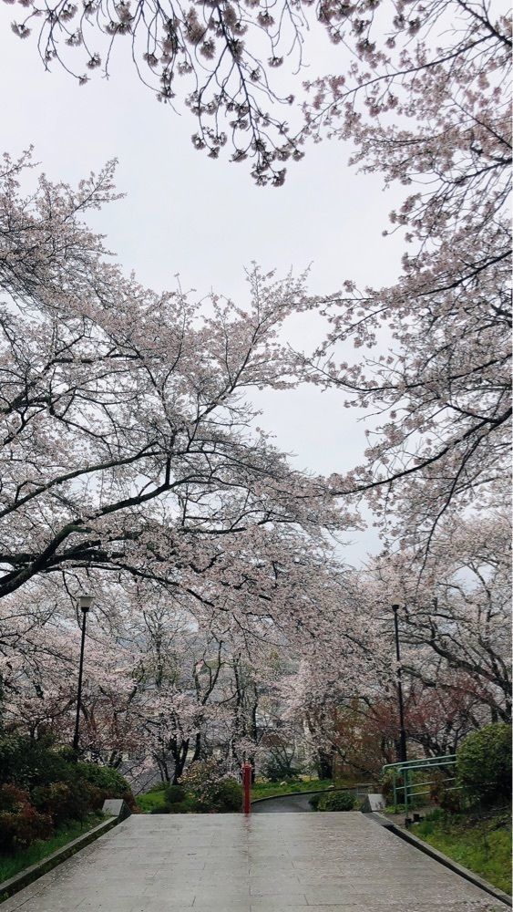 nicanさんが投稿した辯天宗御廟桃山に関する口コミの画像
