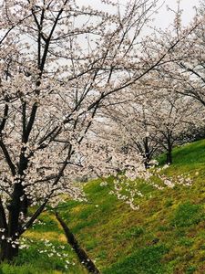 辯天宗御廟桃山 8枚目