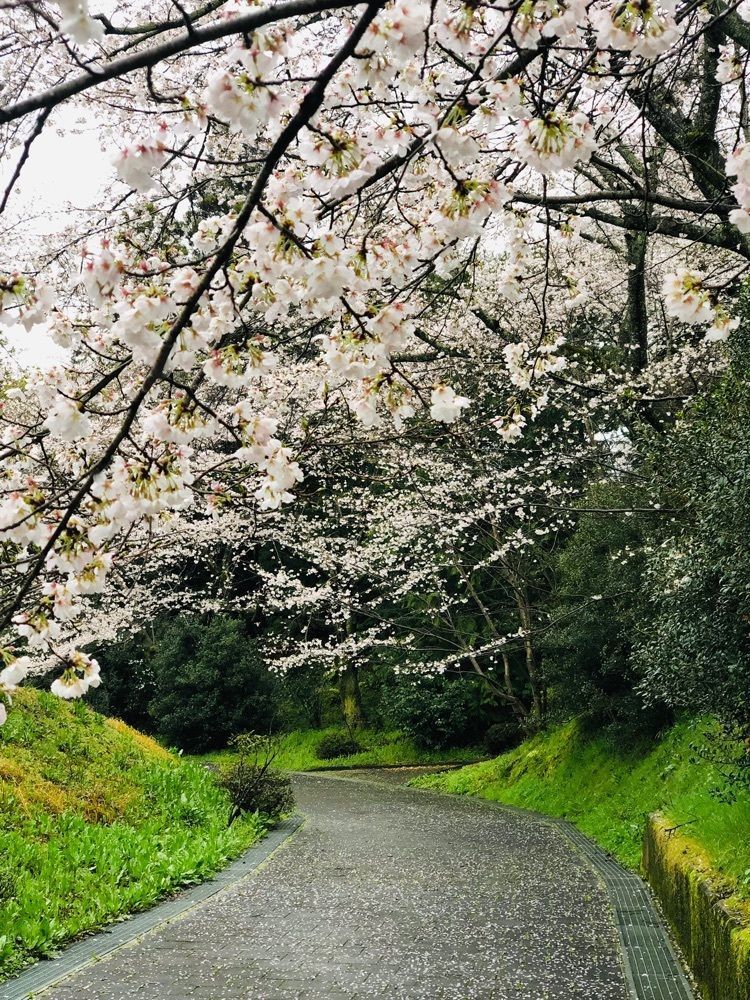 nicanさんが投稿した辯天宗御廟桃山に関する口コミの画像