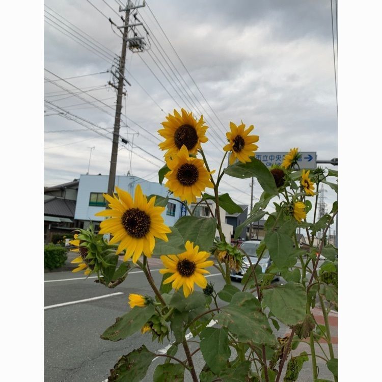 Howl Monさんが投稿したサーティワンアイスクリーム アピタ磐田店に関する口コミの画像