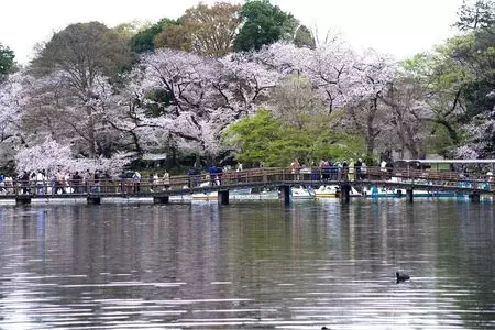 井の頭恩賜公園の桜