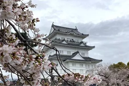 小田原城址公園の桜