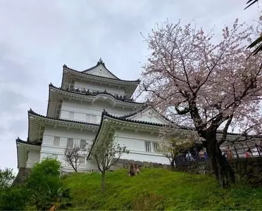 小田原城址公園の桜