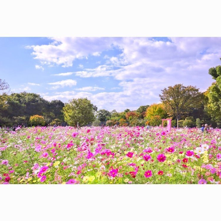 satomi24の画像