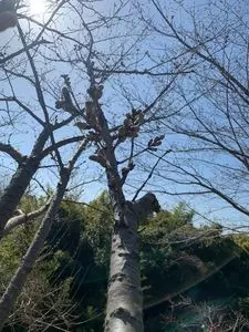 日笠山の桜