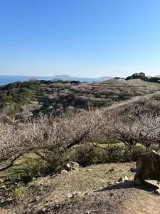 綾部山梅林