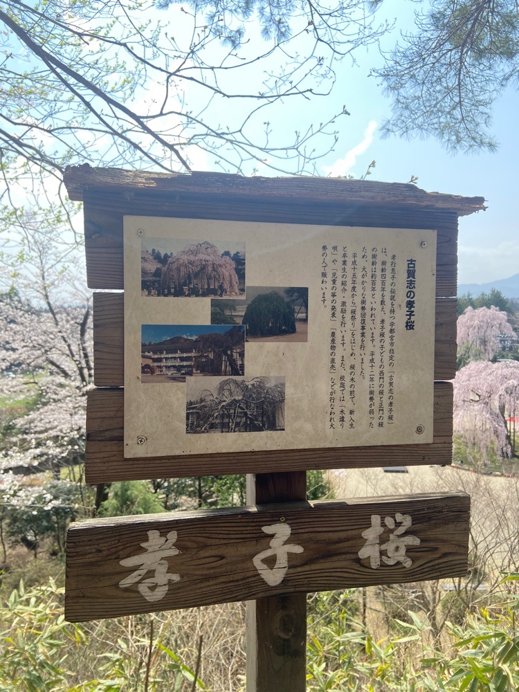 城山西小学校のしだれ桜