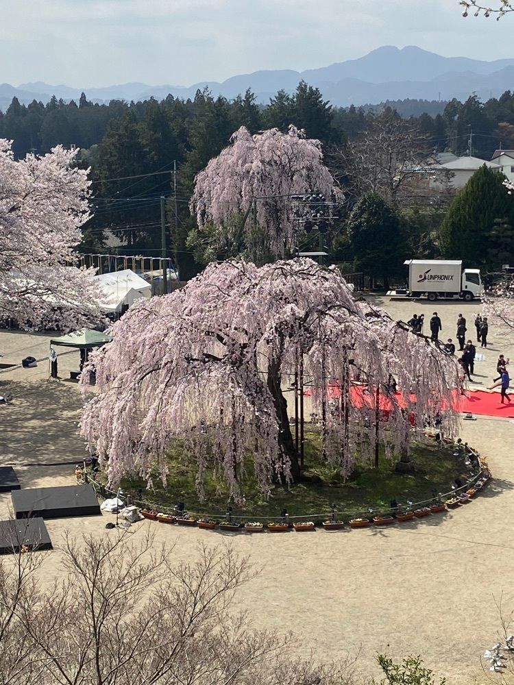ポッキン　アンブレラさんが投稿した城山西小学校のしだれ桜に関する口コミの画像
