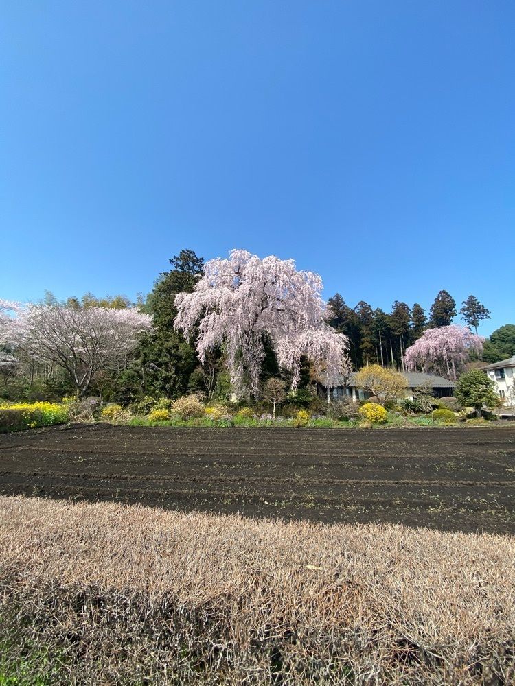 ポッキン　アンブレラさんが投稿した城山西小学校のしだれ桜に関する口コミの画像