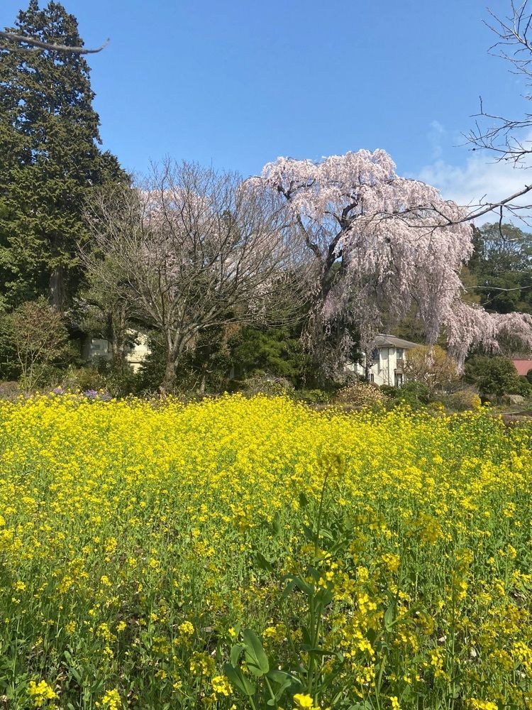 ポッキン　アンブレラさんが投稿した城山西小学校のしだれ桜に関する口コミの画像