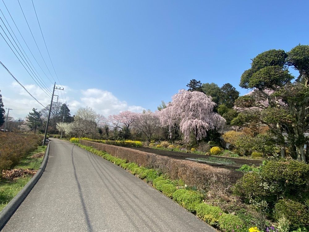 ポッキン　アンブレラさんが投稿した城山西小学校のしだれ桜に関する口コミの画像