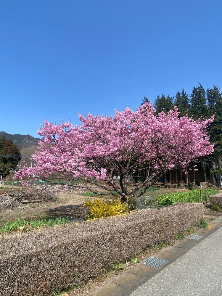 ポッキン　アンブレラさんが投稿した城山西小学校のしだれ桜に関する口コミの画像