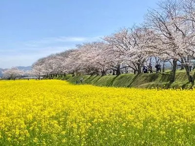 藤原京跡