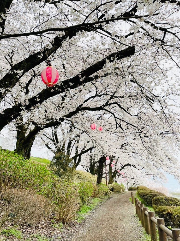けんけんさんが投稿したふるさと公園のサクラに関する口コミの画像