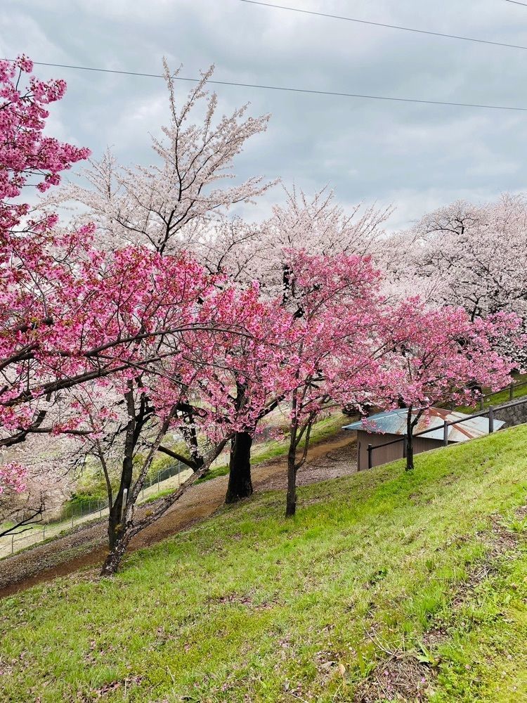 けんけんさんが投稿したふるさと公園のサクラに関する口コミの画像