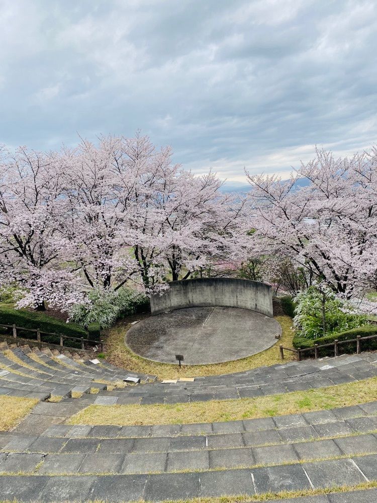 けんけんさんが投稿したふるさと公園のサクラに関する口コミの画像
