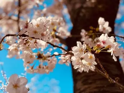 竜ヶ岩洞あゆ狩り園