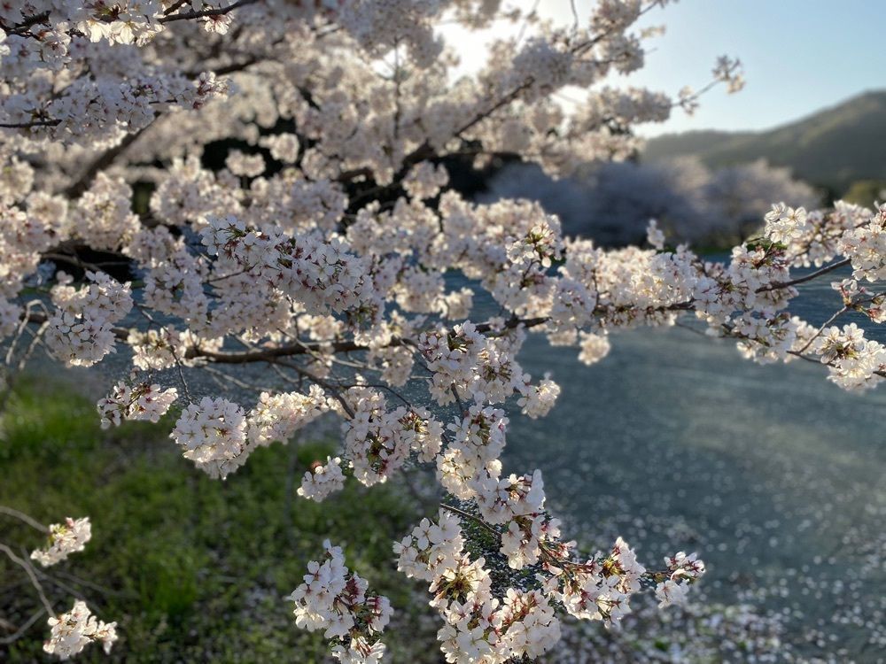 special_gift_a5e4オリオンさんが投稿した竜ヶ岩洞あゆ狩り園に関する口コミの画像