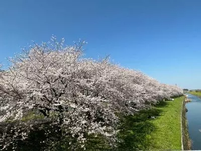 流川桜並木