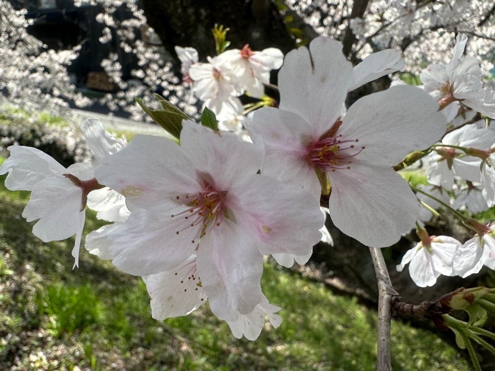 surumeさんが投稿した流川桜並木に関する口コミの画像