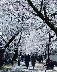 秋月小町