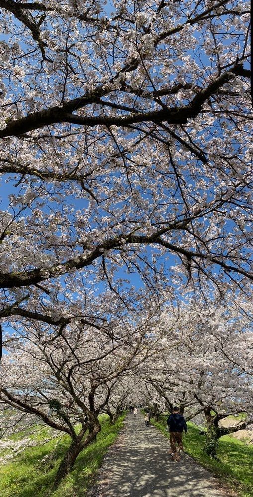 surumeさんが投稿した秋月小町に関する口コミの画像