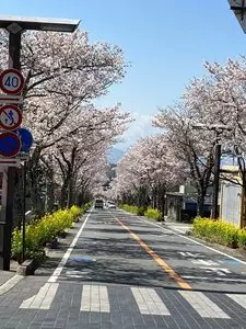 武田神社の桜