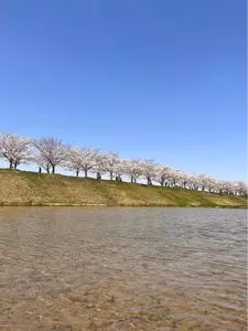 おの桜づつみ回廊 3枚目
