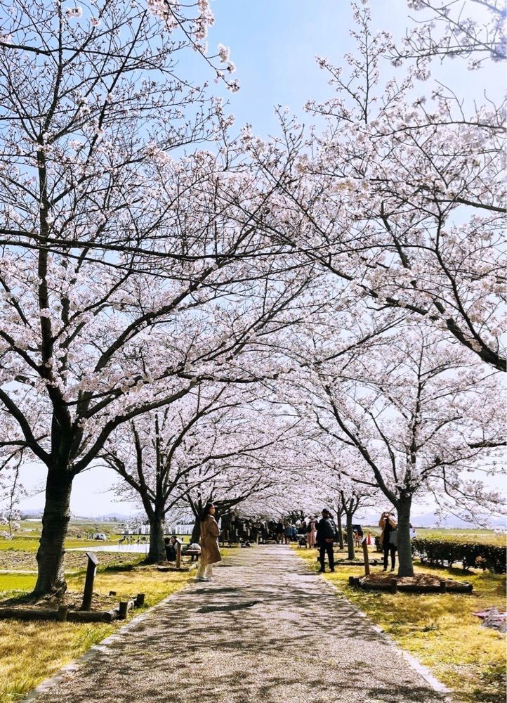 freedom さんが投稿したおの桜づつみ回廊に関する口コミの画像