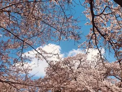 小金井公園の桜