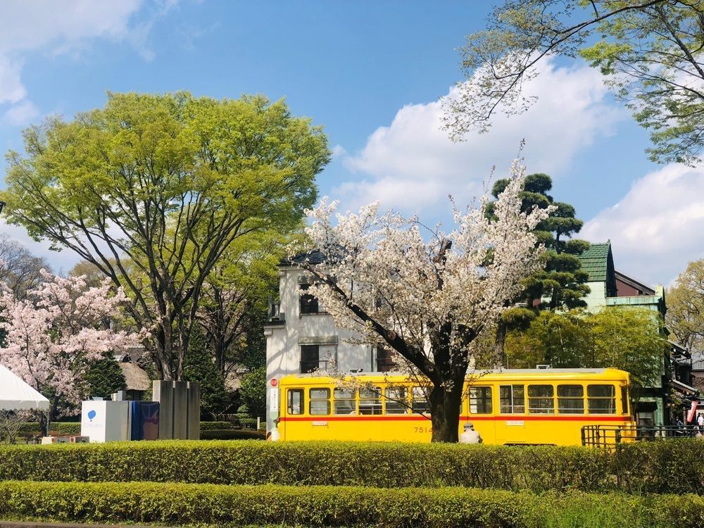 rider_uさんが投稿した小金井公園の桜に関する口コミの画像