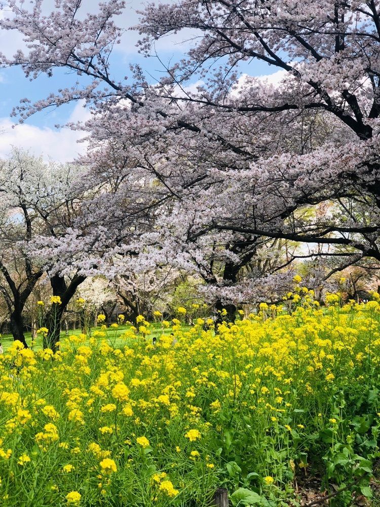 rider_uさんが投稿した小金井公園の桜に関する口コミの画像