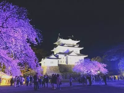 小田原城址公園の桜
