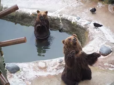 のぼりべつクマ牧場