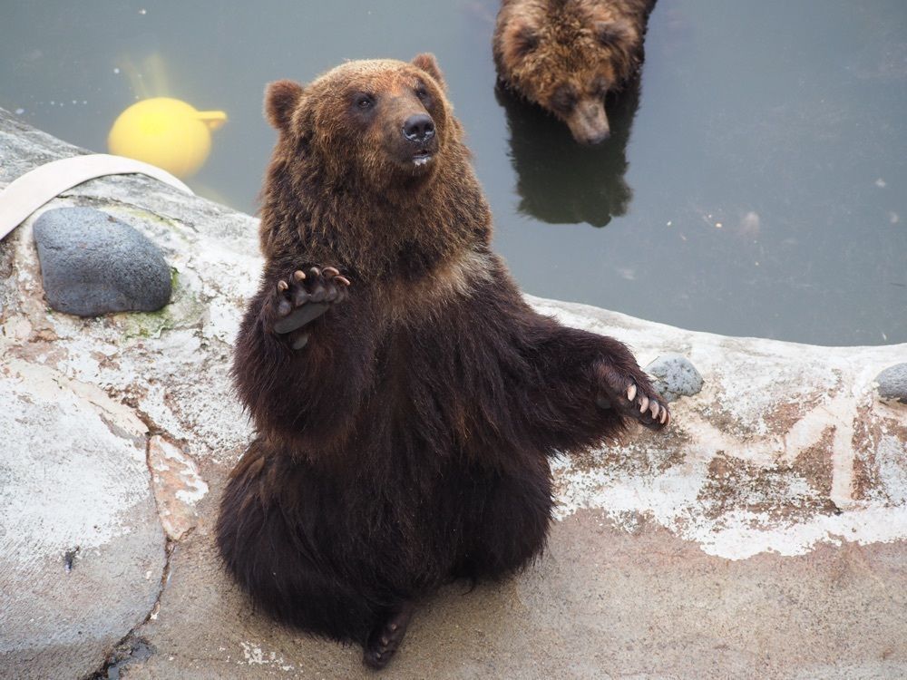 yuyuさんが投稿したのぼりべつクマ牧場に関する口コミの画像