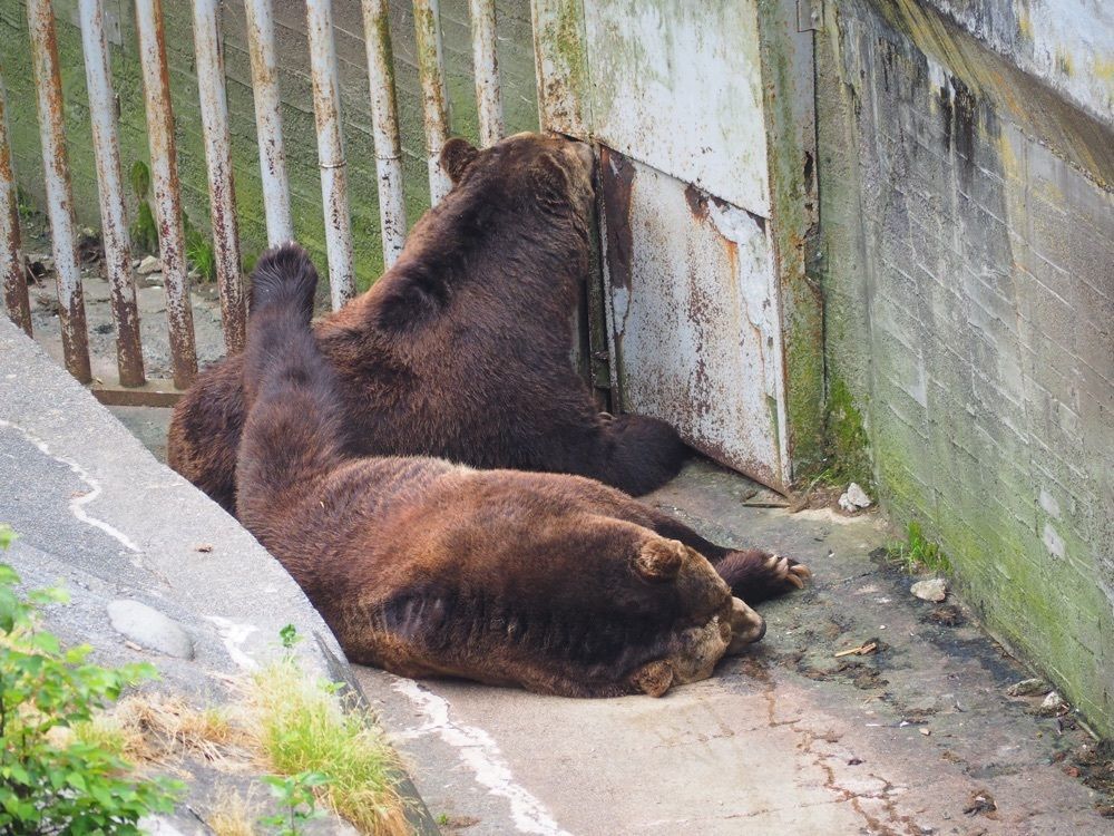 yuyuさんが投稿したのぼりべつクマ牧場に関する口コミの画像