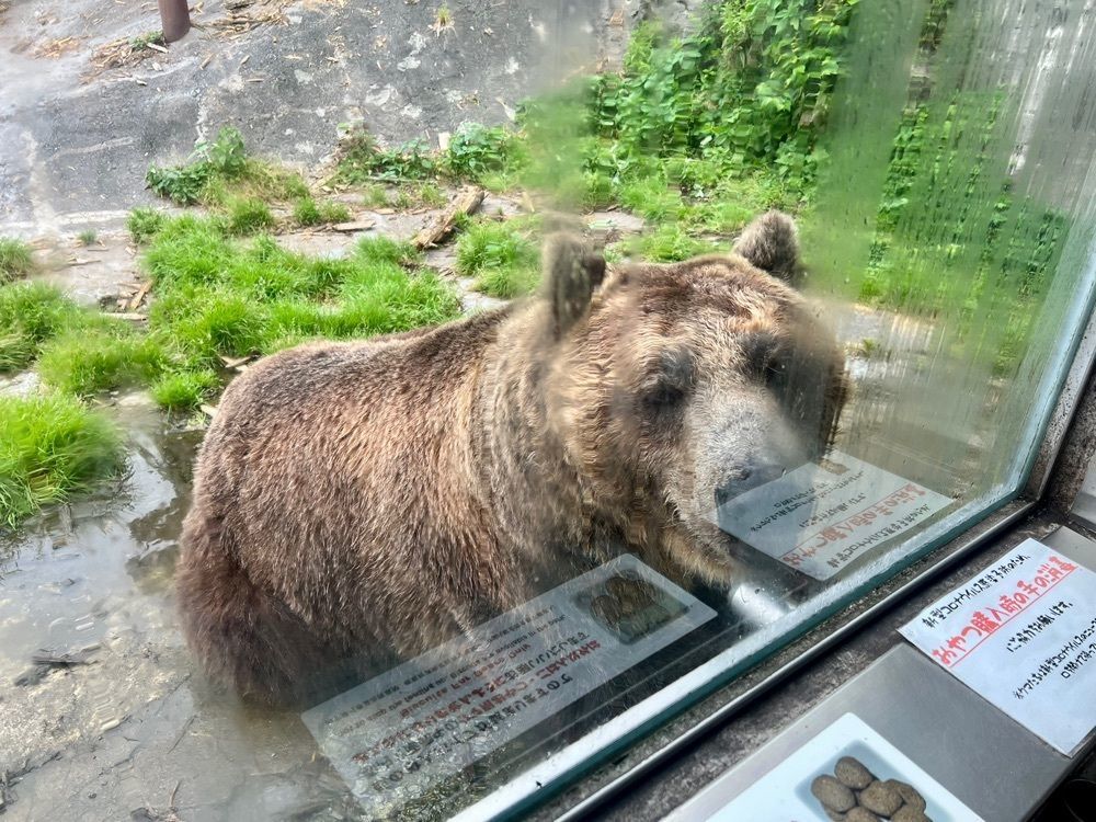 yuyuさんが投稿したのぼりべつクマ牧場に関する口コミの画像