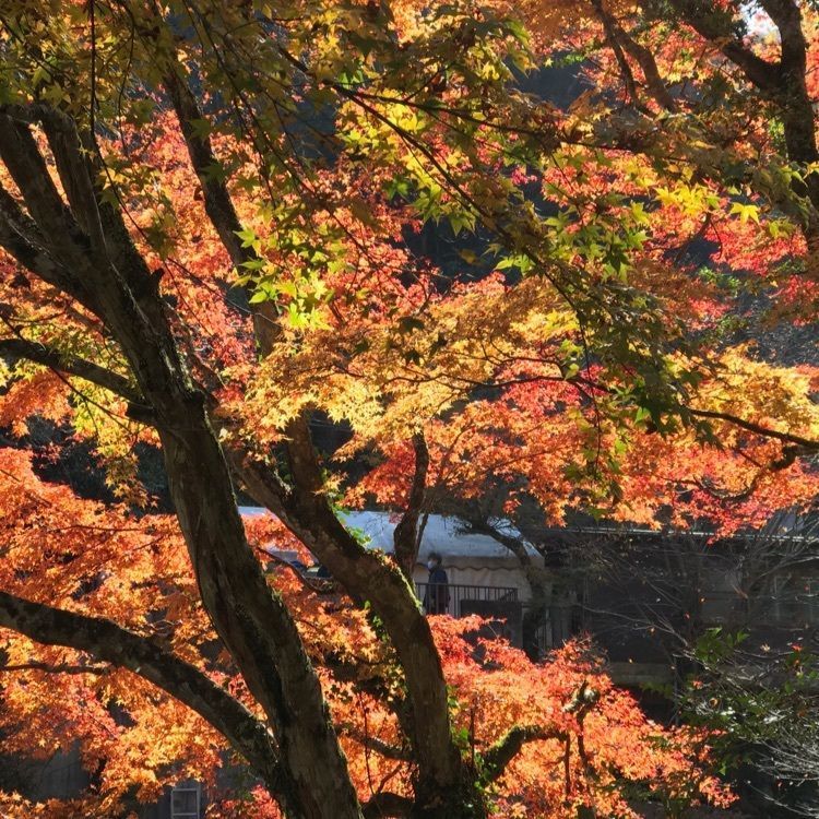 シュウさんが投稿した仙景望に関する口コミの画像