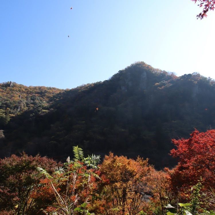 シュウさんが投稿した仙景望に関する口コミの画像