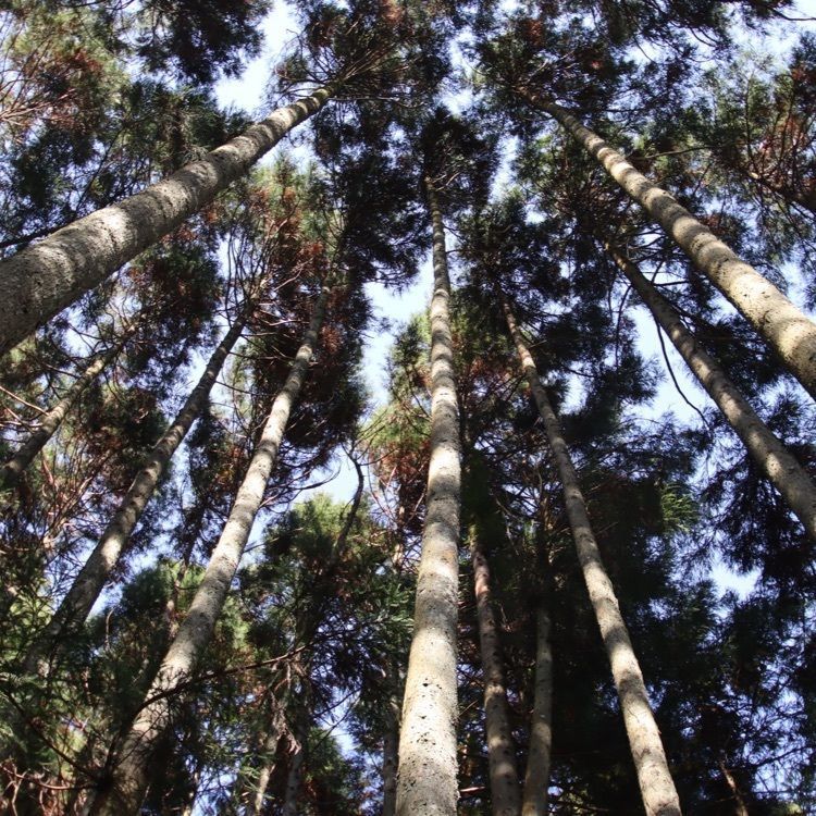 シュウさんが投稿した仙景望に関する口コミの画像