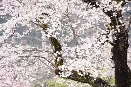 秦野ビジターセンター