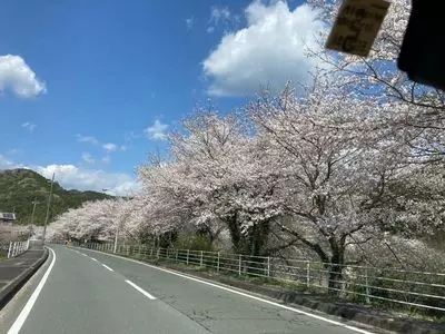 牛代の水目桜
