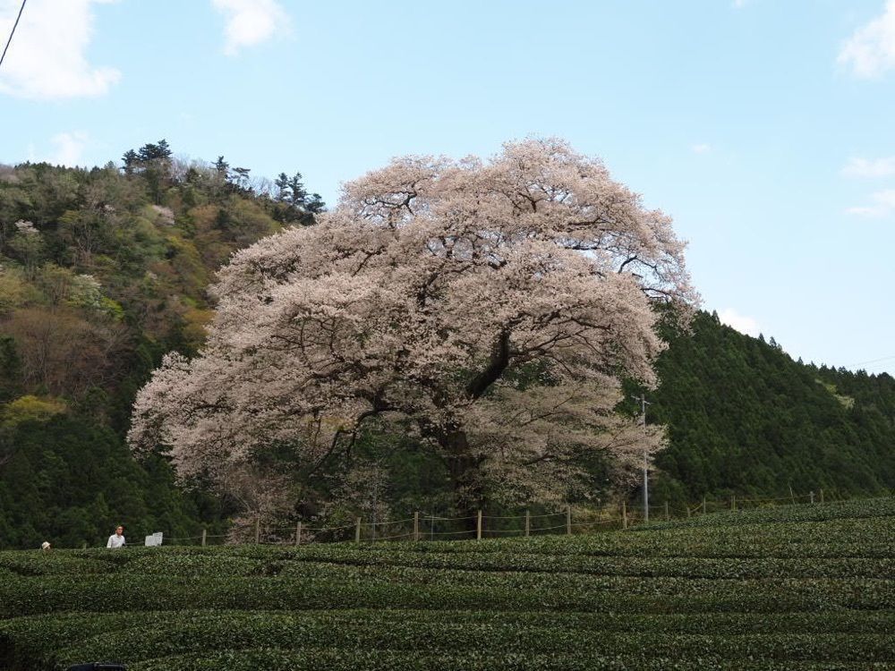 Howl Monさんが投稿した牛代の水目桜に関する口コミの画像