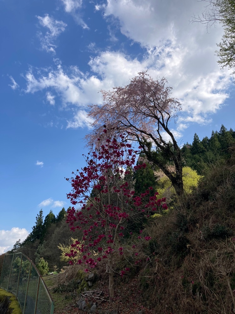 桜トンネル