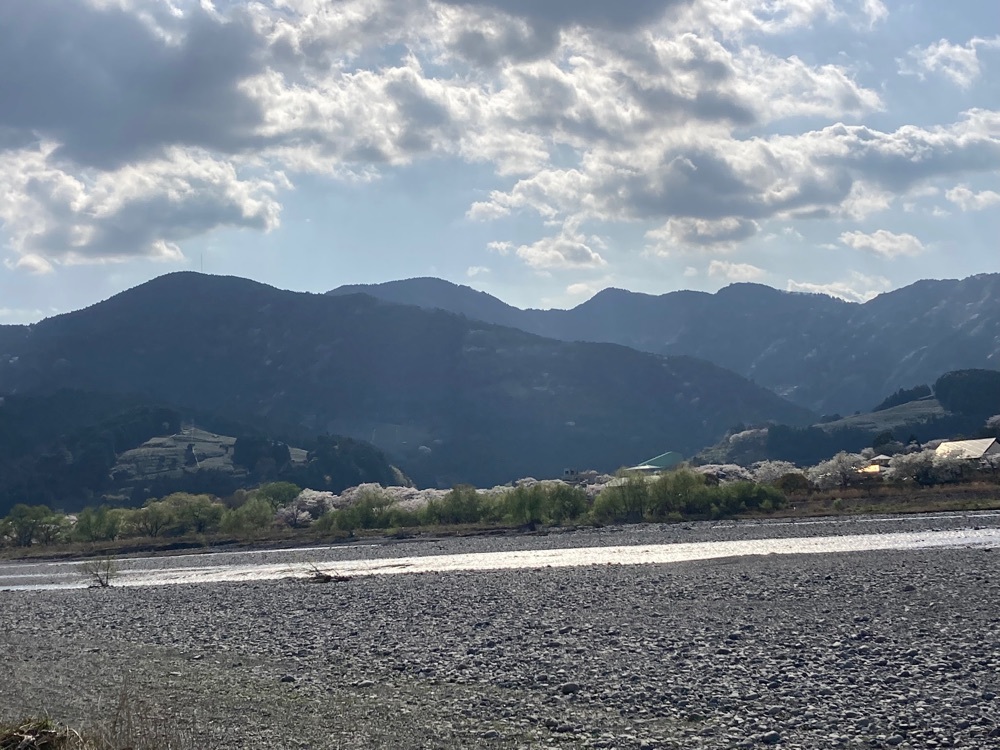 桜トンネル 2枚目