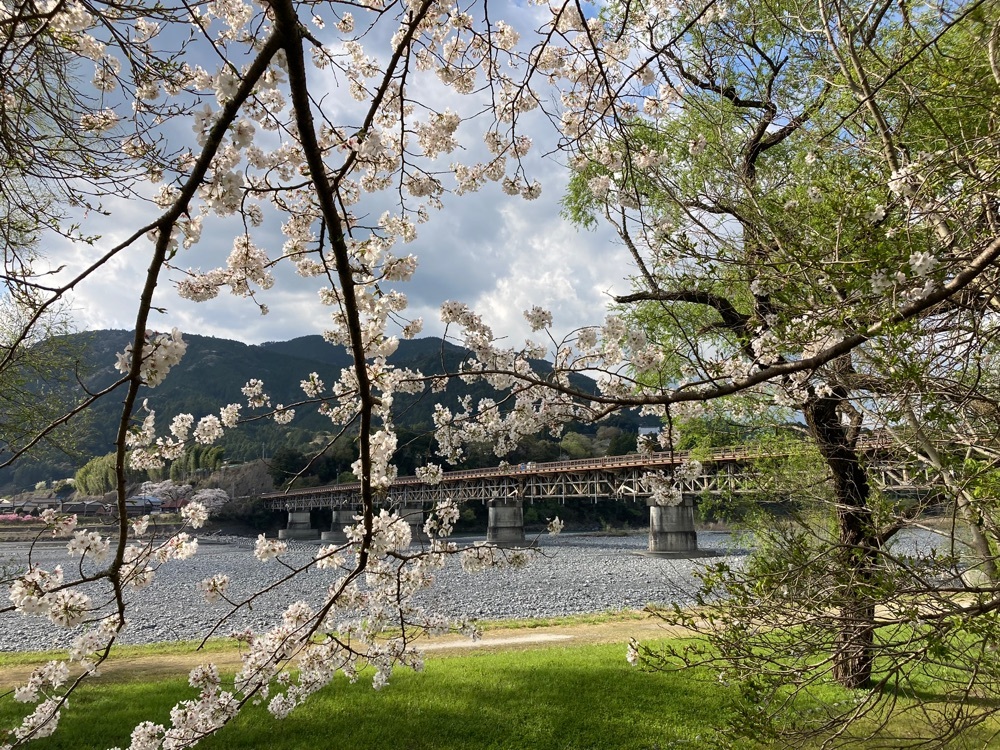 桜トンネル 3枚目